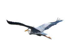 Herons, Nature, Wildlife, Conservation, Wetlands PNG