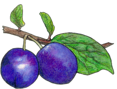 Honeyberry, Berry, Superfood, Antioxidants, Sweet PNG