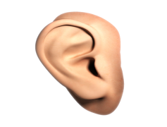 Human Ear PNG File