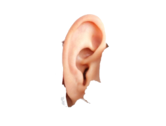 Human Ear PNG Image