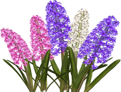Hyacinth, Fragrant, Flower, Ornamental, Garden PNG