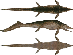 Ichthyosaur, Prehistoric, Fossil, Marine, Ocean PNG