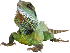 Iguana, Exotic, Green, Lizard, Wildlife PNG