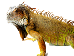 Iguana, Lizard, Habitat, Reptile, Green PNG