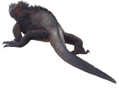 Iguana, Reptile, Tropical, Lizard, Wildlife PNG