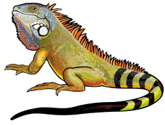 Iguana, Tropical, Lizard, Herbivore, Habitat PNG