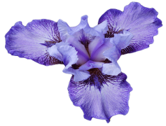 Iris, Flower, Colorful, Bloom, Garden PNG