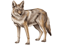 Jackal, Agile, Nature, Habitat, Canine PNG