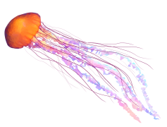 Jellyfish, Invertebrates, Creatures, Bioluminescent, Tentacles PNG