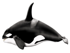 Killer Whale, Cetacean Species, Apex Predator, Orca Pod, Social Animals PNG