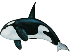 Killer Whale, Intelligence, Orca, Apex Predator, Conservation Status PNG