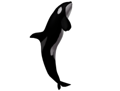 Killer Whale, Marine Mammal, Ocean, Apex Predator, Pod PNG