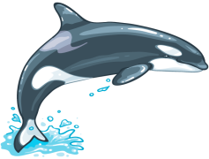 Killer Whale, Orca, Marine Mammal, Ocean, Social Behavior PNG