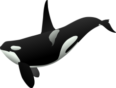 Killer Whale, Social Animal, Intelligence, Ocean, Apex Predator PNG