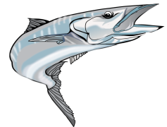 Kingfish, Cuisine, Nutrition, Fresh, Recipe PNG