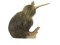 Kiwi Bird, Nocturnal, Unique, Beak, Endangered PNG