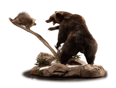 Kodiak Brown Bear, Grizzly, Endangered, Habitat, Mammal PNG