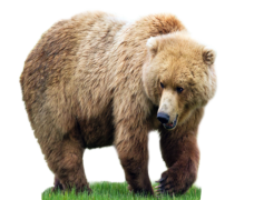 Kodiak Brown Bear, Habitat, Alaska, Wildlife, Nature PNG