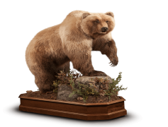 Kodiak Brown Bear, Large Predator, Grizzly Relation, Natural Instincts, Alaskan Wildlife PNG