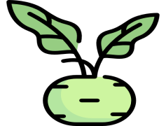 Kohlrabi, Brassica, Nutrition, Green, Vegetable PNG