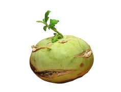 Kohlrabi, Vegetable, Nutrient, Culinary, Green PNG