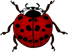 Ladybird Beetle, Beneficial Insect, Pest Control, Natural Predator, Coccinellidae PNG