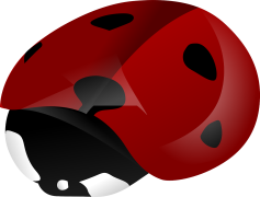 Ladybird Beetle, Biodiversity, Insect, Beneficial, Garden PNG