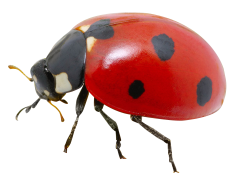 Ladybird Beetle, Garden Pest Control, Natural Predator, Entomology Study, Colorful Insect PNG