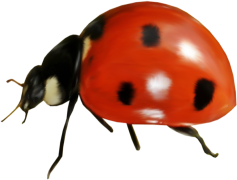 Ladybird Beetle, Pollinator, Ecological Balance, Beneficial Insect, Natural Predator PNG