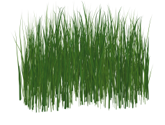 Lawn, Mowing, Maintenance, Fertilization, Weeding PNG