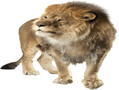 Lion, Roar, Strength, Kingdom, Wild PNG