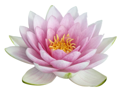 Lotus PNG Image