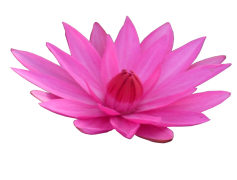 Lotus Transparent PNG