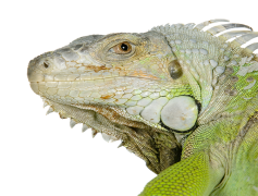 Madagascar Iguanids, Endemic Fauna, Unique Reptiles, Exotic Wildlife, Island Species PNG