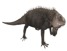 Madagascar Iguanids, Evolution, Reptiles, Conservation, Endemic Species PNG