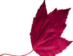 Marron, Warmth, Chestnut, Earthy, Nature PNG