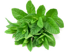 Mint Leaves, Botanical Element, Culinary Garnish, Natural Flavor, Aromatic Ingredient PNG