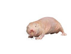 Mole Animal, Hairless Rodent, Insect Eater, Pouched Animal, Subterranean Dweller PNG