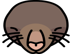 Mole Animal, Secretive Forager, Burrowing Creature, Soil Aerator, Insectivore Species PNG