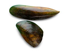 Mussels, Cuisine, Delicacy, Shellfish, Seafood PNG