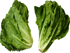 Mustard Greens, Bitter Flavor, Healthy Eating, Leafy Vegetables, Green Leafy PNG