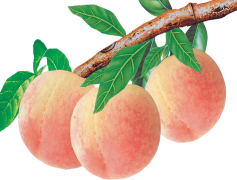 Nectarine, Sweet, Snack, Refreshing, Fruit PNG