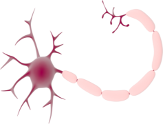 Neuron, Brain, Cell, Communication, Synapse PNG