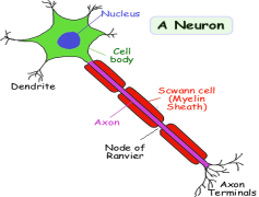Neuron, Brain, Signal, Synapse, Cell PNG