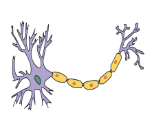 Neuron, Communication, Signal, Cell, Neurotransmitter PNG