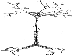 Neuron, Neurotransmitter, Electrophysiology, Neuroplasticity, Brain PNG