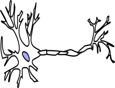 Neuron, Signal, Synapse, Brain, Glia PNG