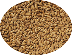Oats, Nutrition, Meal, Healthy, Fiber PNG