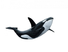 Orca, Conservation, Mammal, Intelligence, Predator PNG