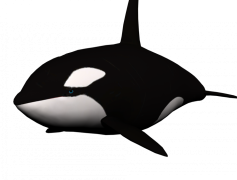 Orca, Mammal, Social, Predator, Intelligent PNG